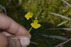 Utricularia stellaris